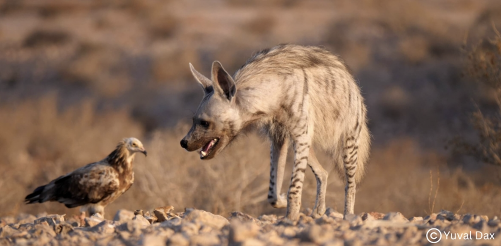Join us for a live photo journey with Yuval Dax, one of Israel’s top nature photographers.